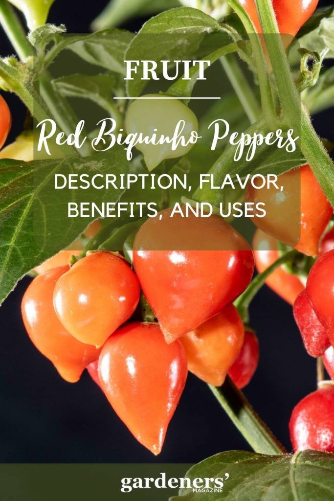 Red Biquinho Peppers Description
