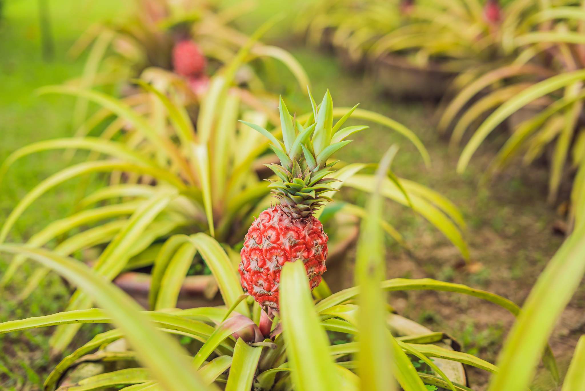 Red Pineapples