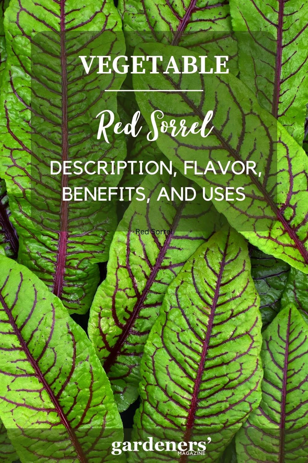 Red Sorrel Description, Flavor, Benefits, And Uses Gardeners' Magazine