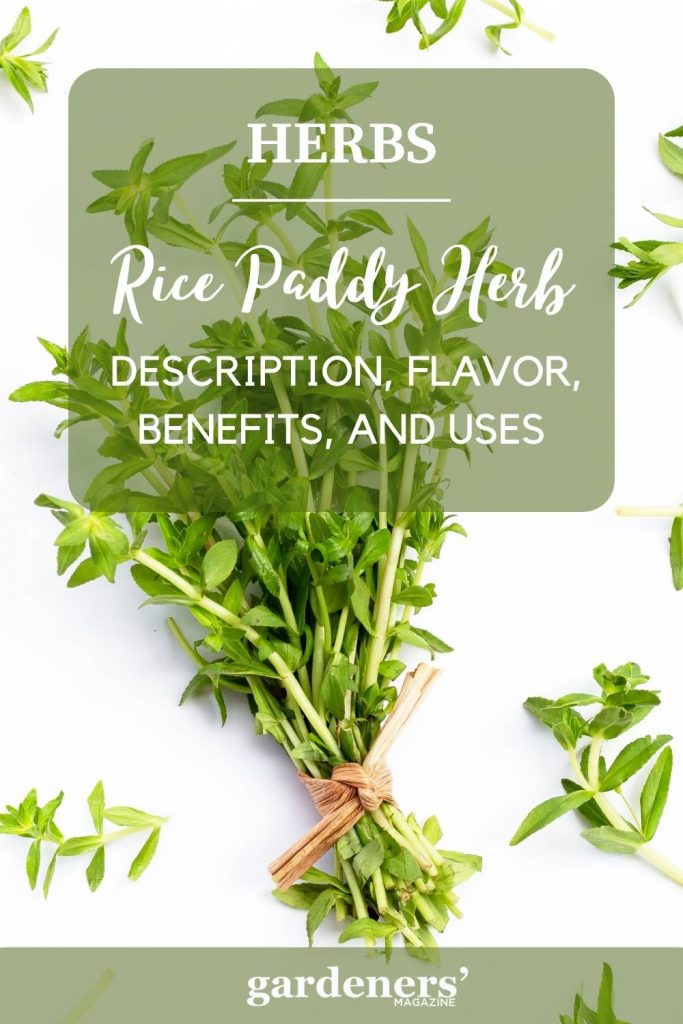 Rice Paddy Herb Description