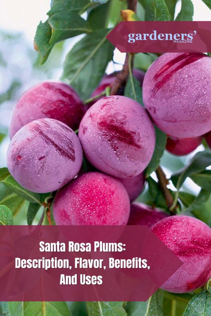 Santa Rosa Plums Description