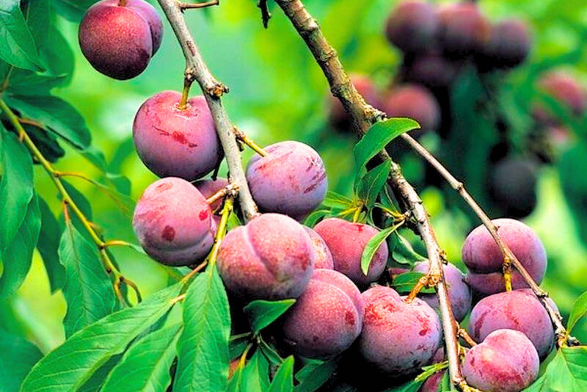 Santa Rosa Plums