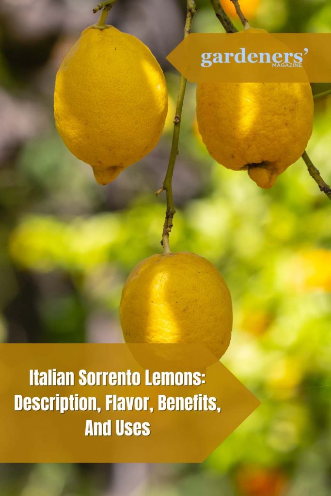 Italian Sorrento Lemons Description