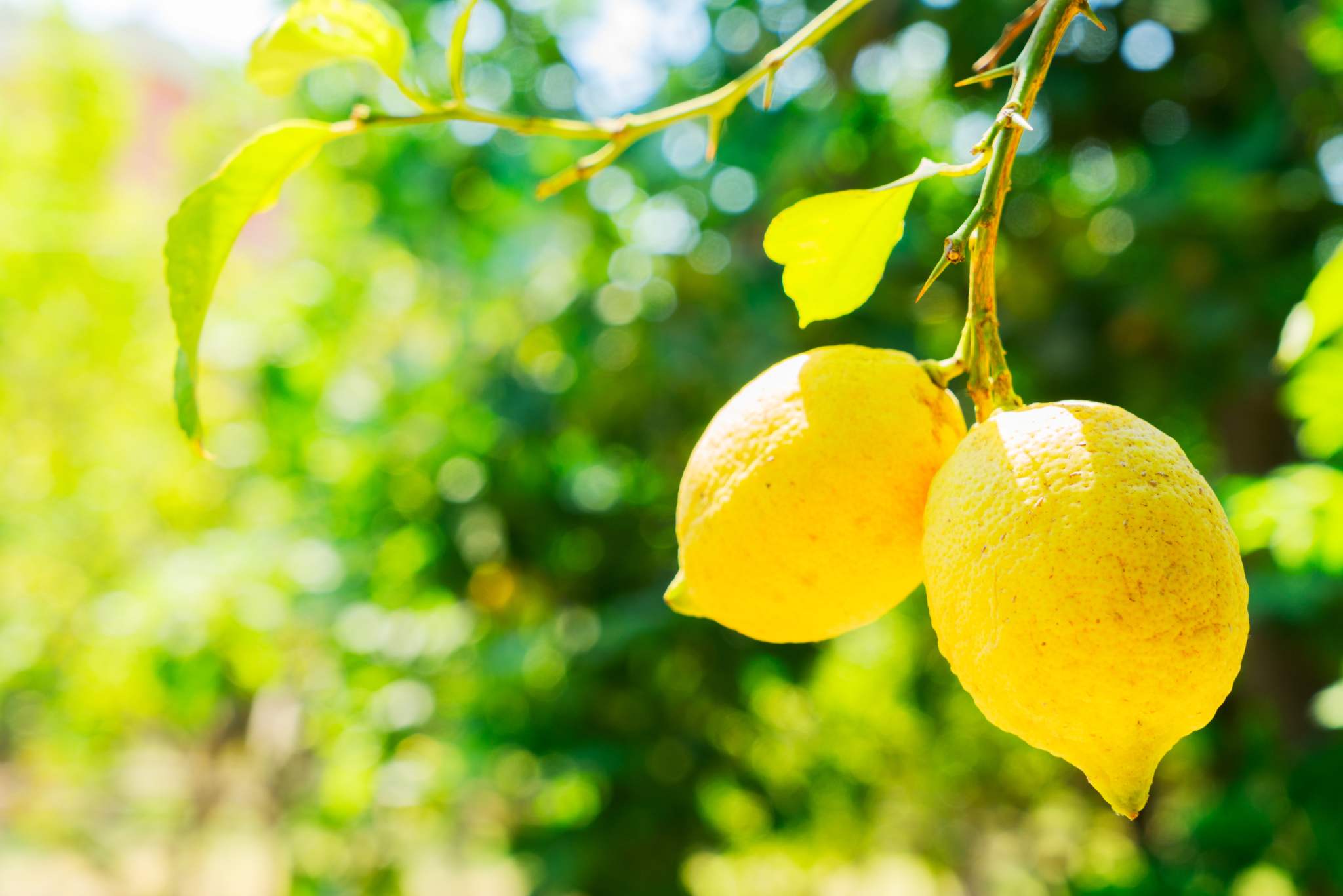 Italian Sorrento Lemons