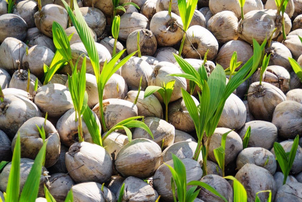 Coconut Sprouts Description Flavor Benefits And Uses Gardeners