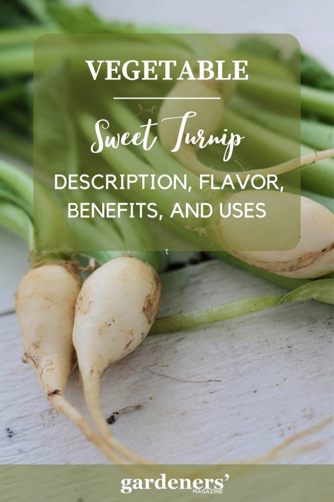 Sweet Turnip Description