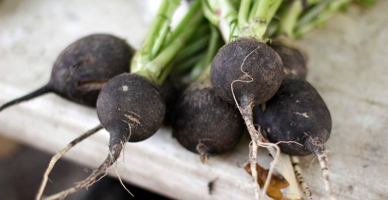 uses of black radish