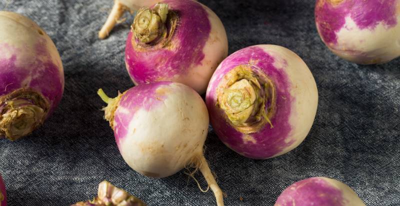 Uses of Purple Top Turnips