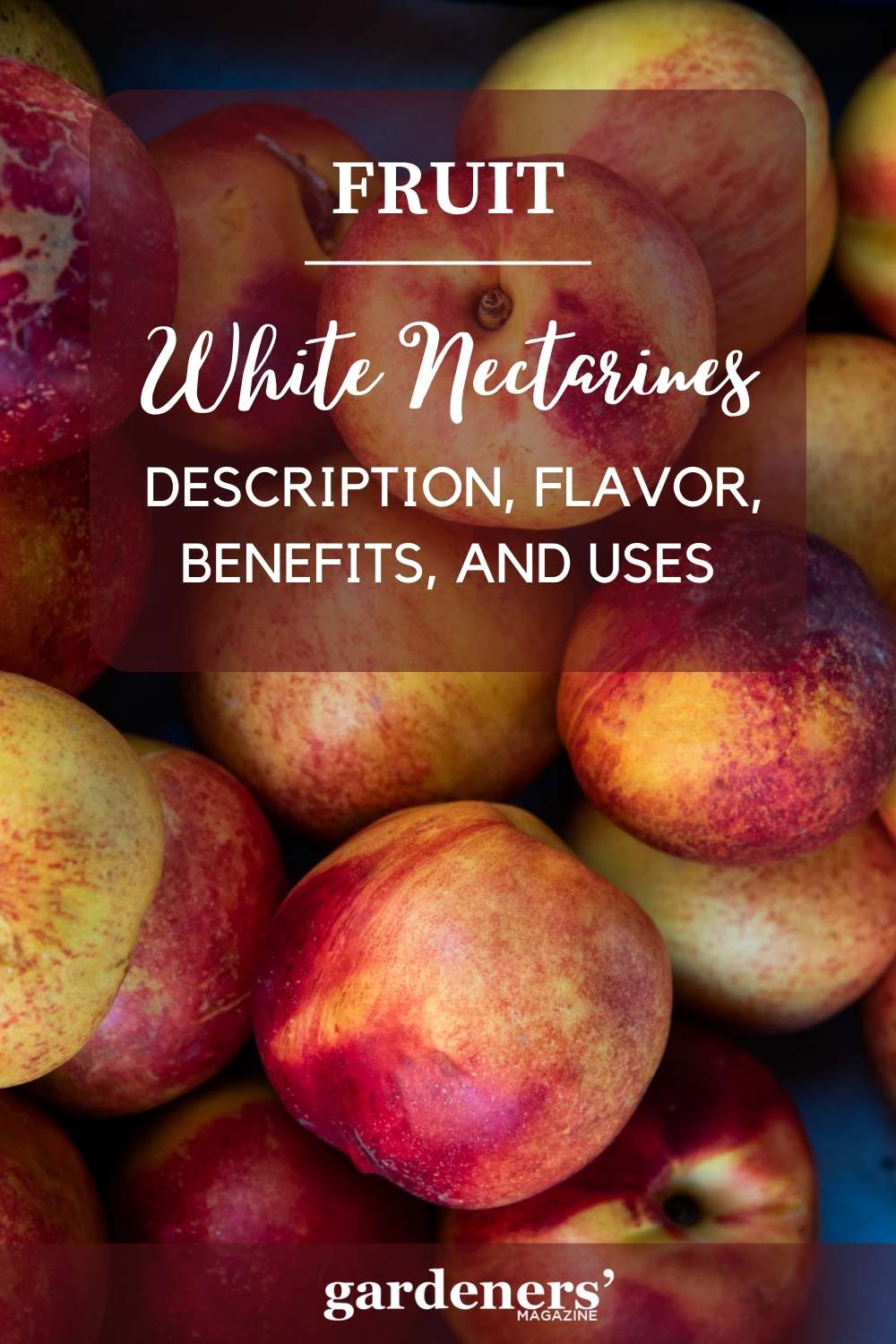 White Nectarines Description, Flavor, Benefits, And Uses Gardeners