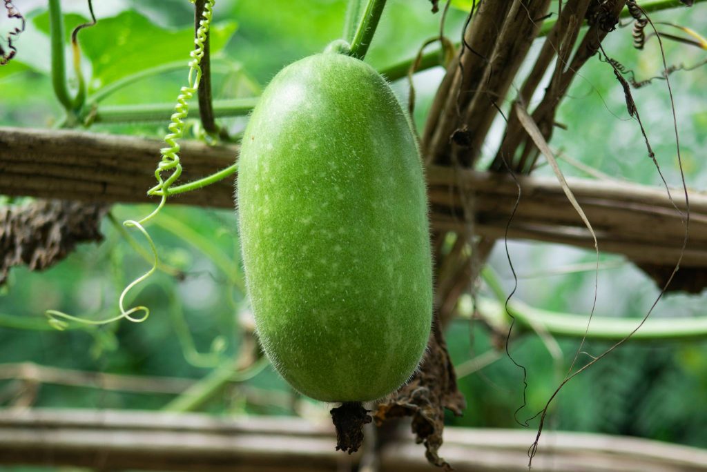 Winter Melon Description, Flavor, Benefits, And Uses Gardeners' Magazine