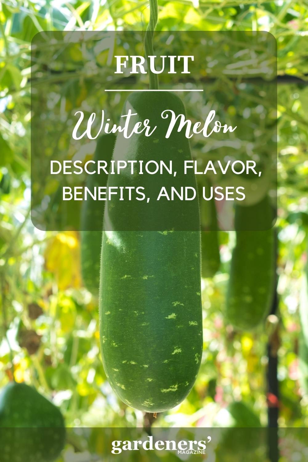 Winter Melon Description, Flavor, Benefits, And Uses Gardeners' Magazine