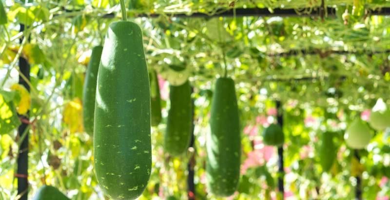 Winter Melon Plant