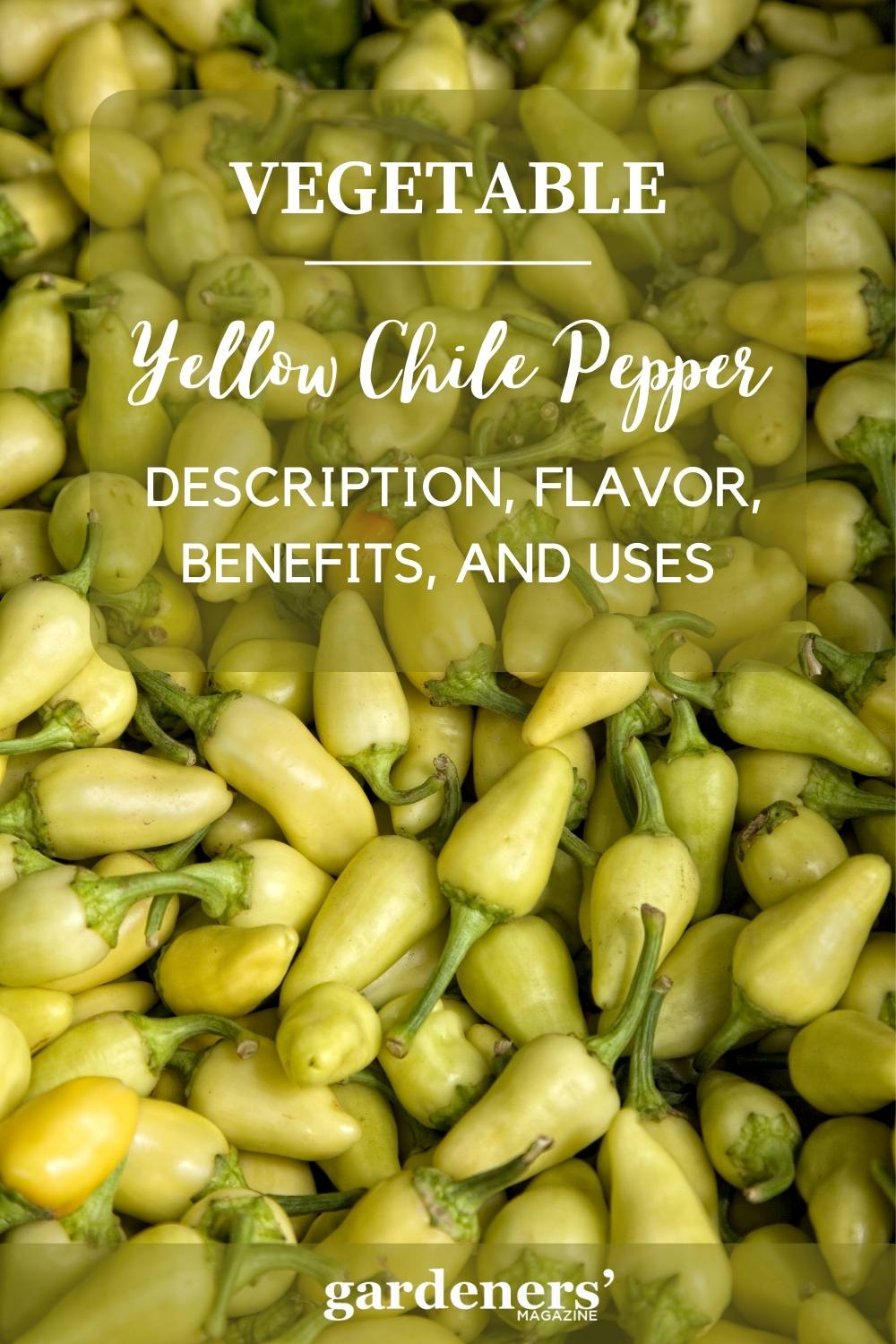 Yellow Chile Peppers Description, Flavor, Benefits, And Uses