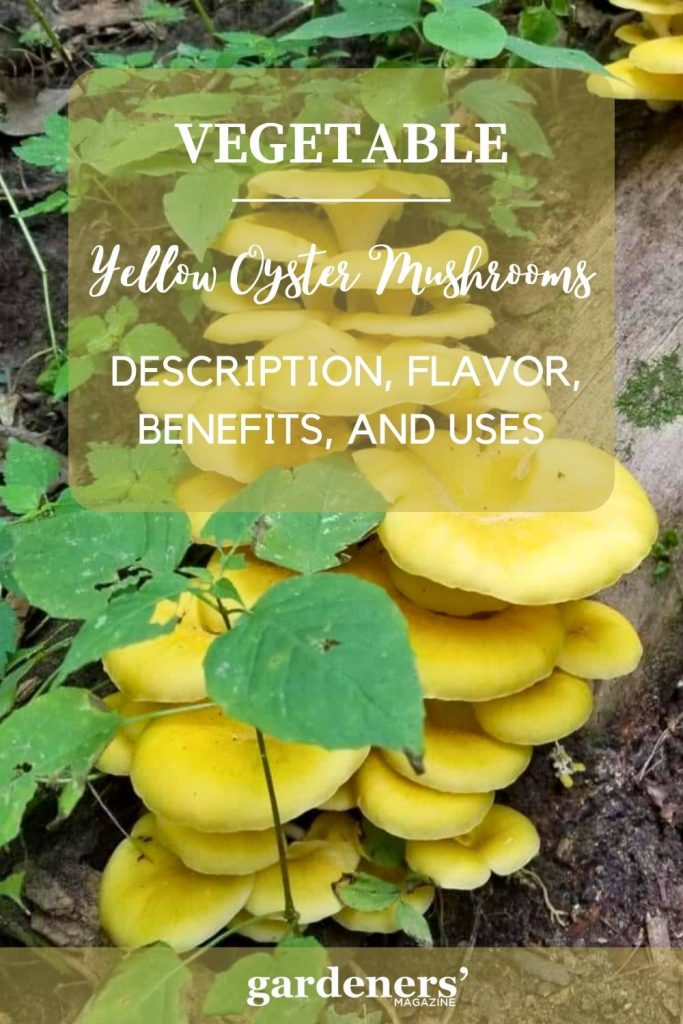 Yellow Oyster Mushrooms Description
