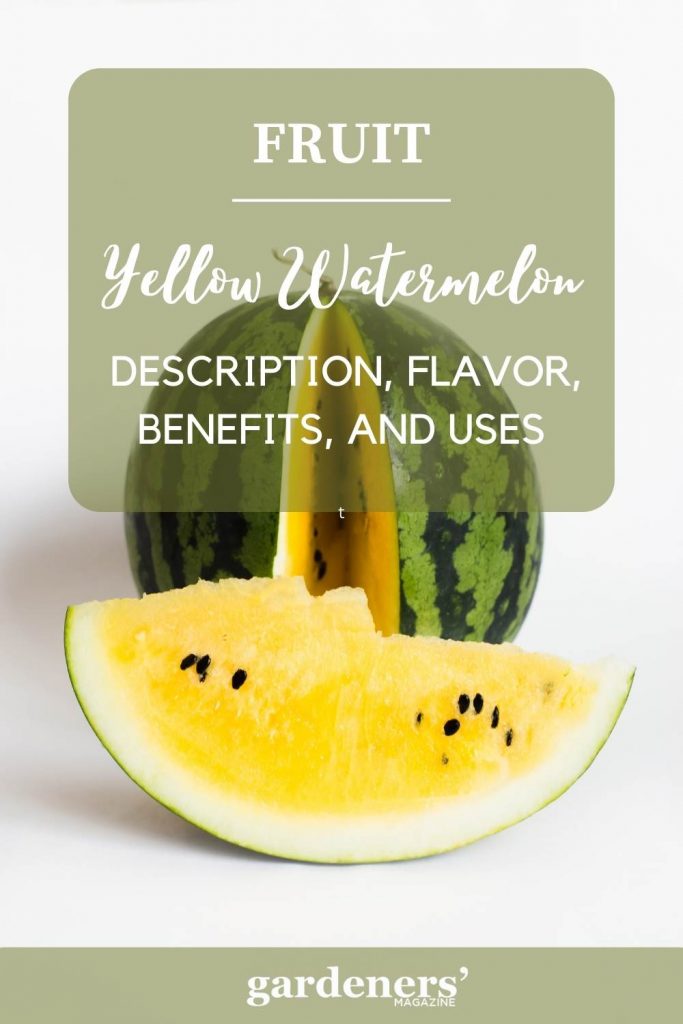 Yellow Watermelon Description, Flavor, Benefits, And Uses Gardeners