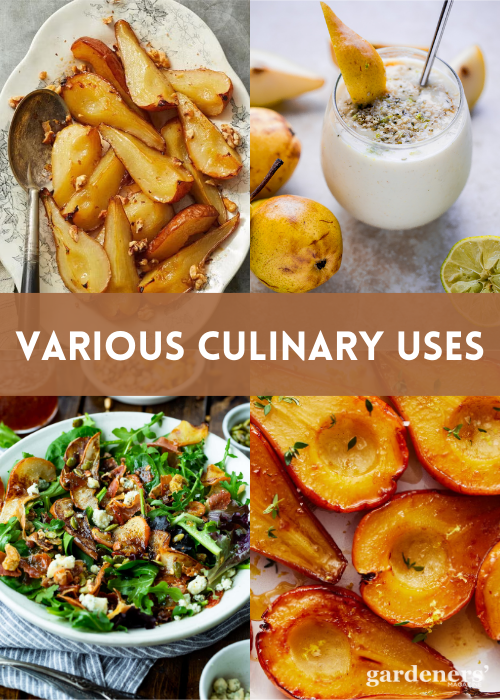 VARIOUS CULINARY USES