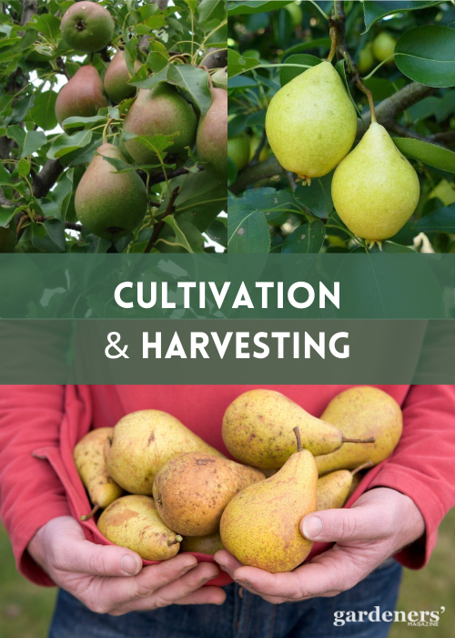 CULTIVATION AND HARVESTING OF GOLDEN PEARS