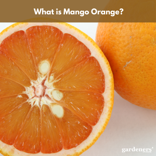 what is mango orange