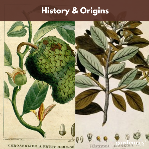 History & Origins
