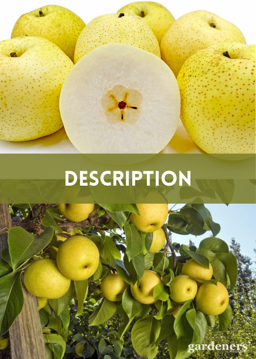 DESCRIPTION OF GOLDEN PEARS