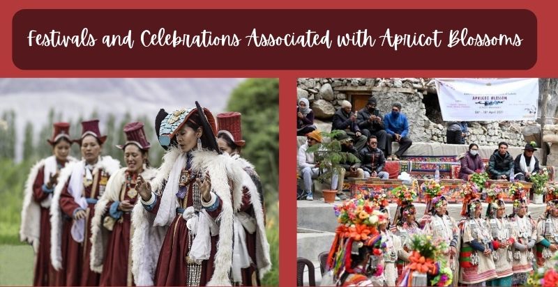 Festivals and Celebrations Associated with Apricot Blossoms