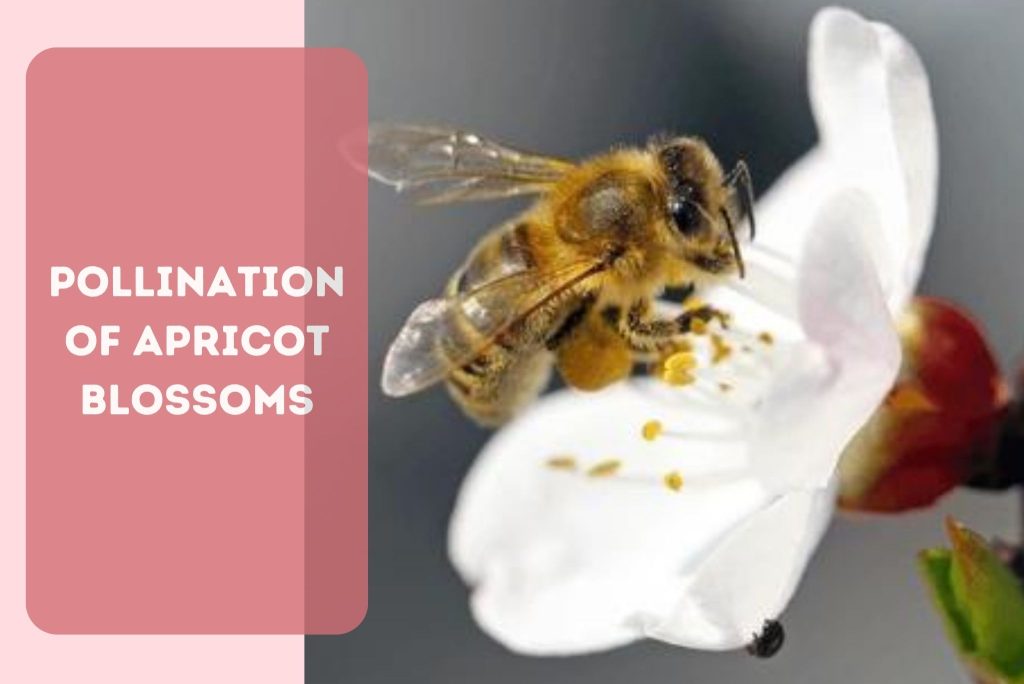 Pollination of Apricot Blossoms by a bee