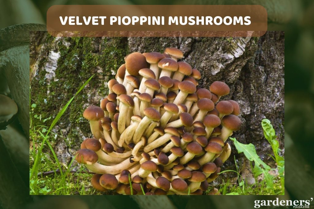Velvet Pioppini mushrooms