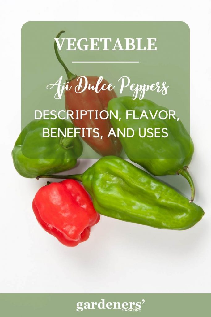 Aji Dulce Peppers Description