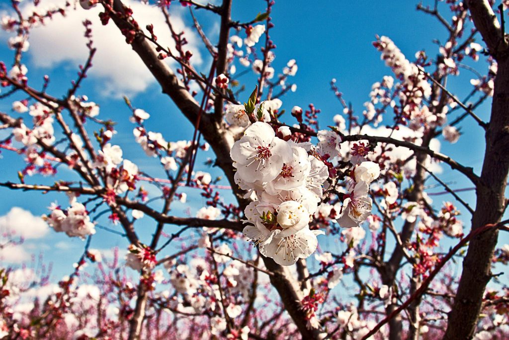 Apricot Blossoms Description, Flavor, Benefits, And Uses Gardeners