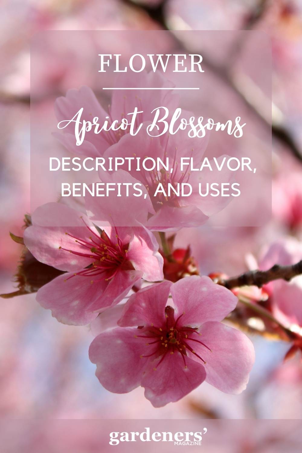 Apricot Blossoms Description, Flavor, Benefits, And Uses Gardeners' Magazine
