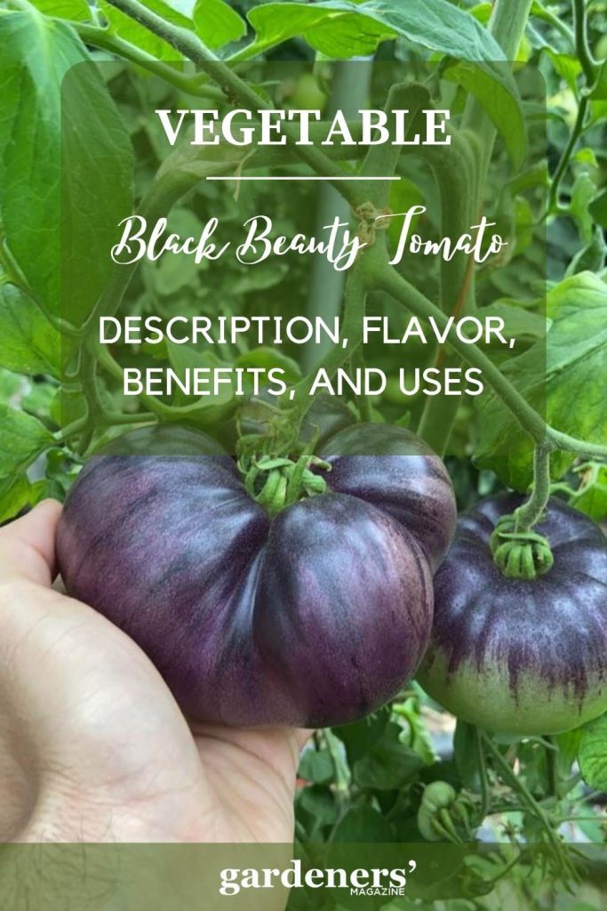 Black Beauty Tomato Description