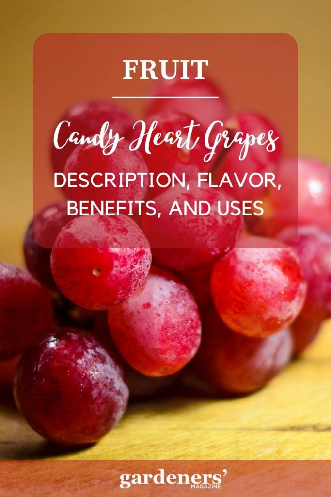 Candy Heart Grapes Description