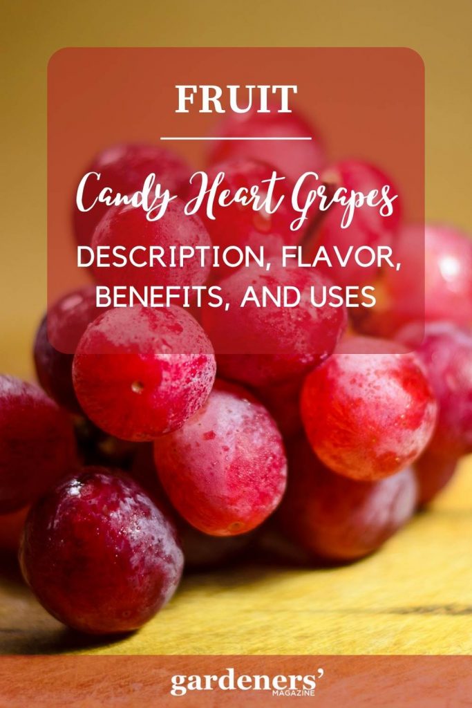 candy-heart-grapes-flavor-benefits-and-uses-gardeners-magazine