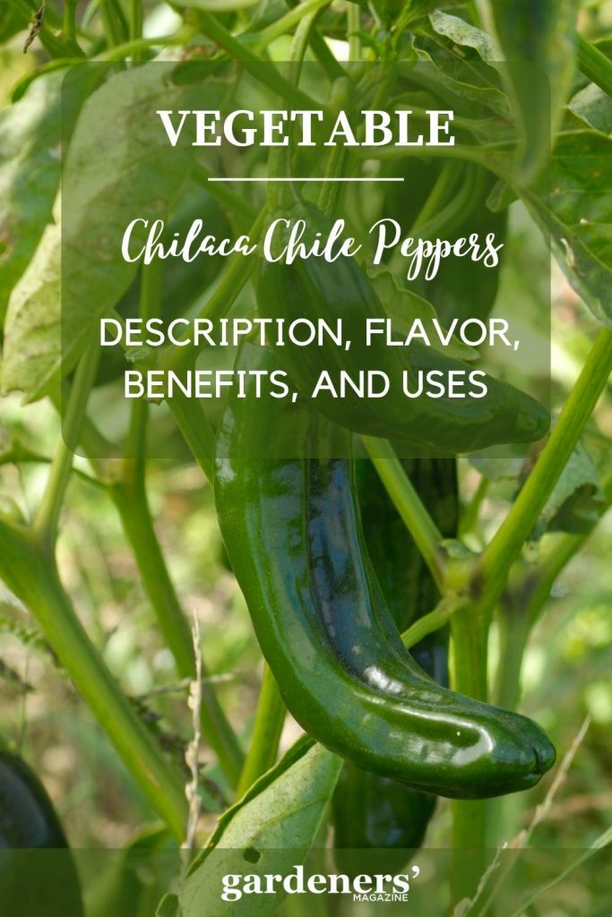 Chilaca Chile Peppers Description