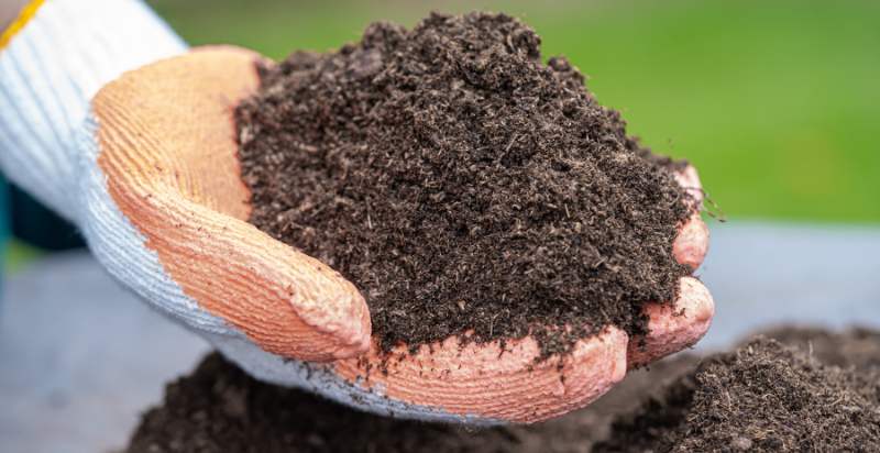 Feed your soil with rich organic matter