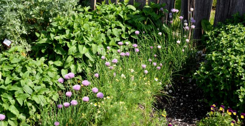 Flowers And Herbs Plant