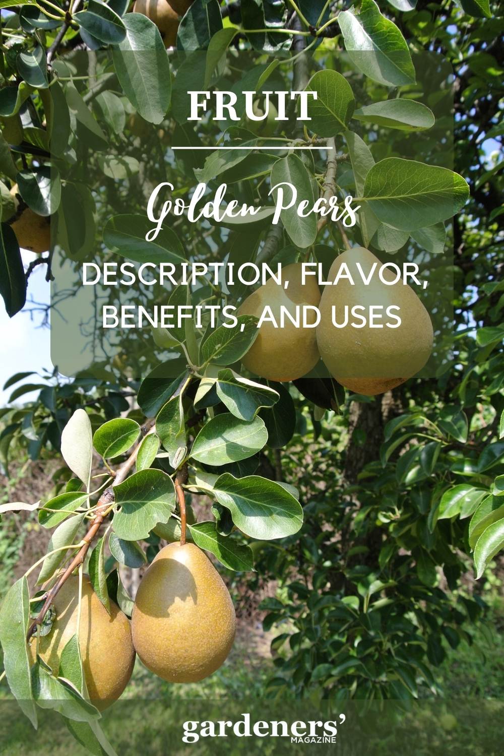 Golden Pears Description, Flavor, Benefits, And Uses Gardeners' Magazine