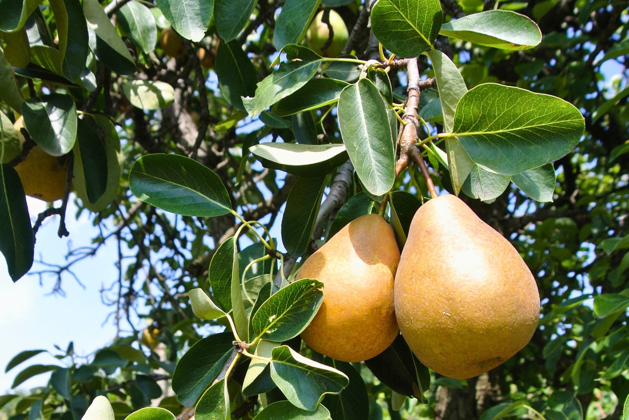 golden pears