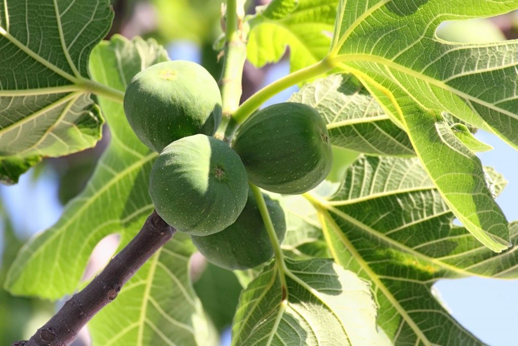 Green Figs Description, Flavor, Benefits, And Uses Gardeners' Magazine