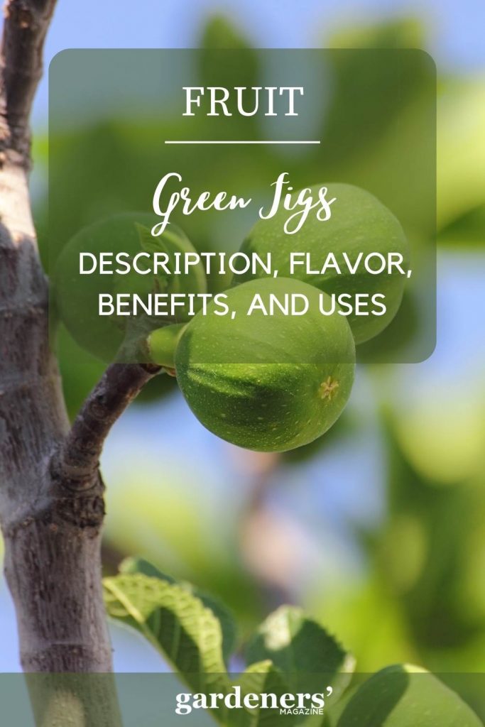 green figs description