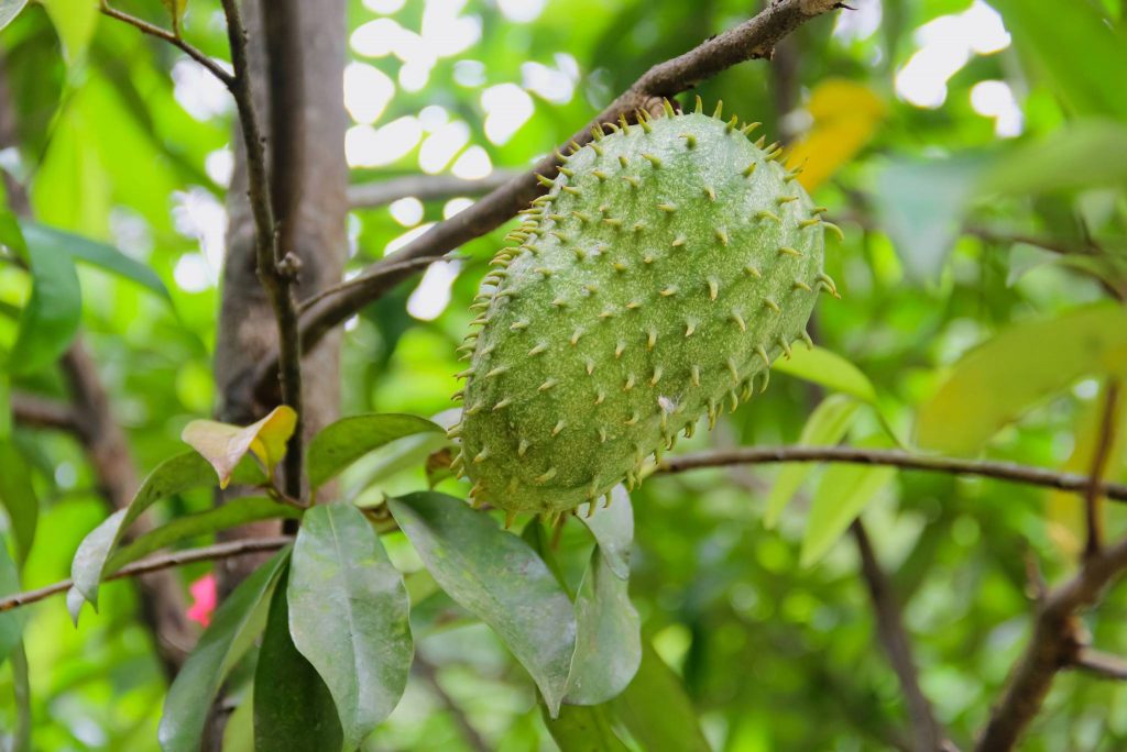 Guanabana: Description, Flavor, Benefits, And Uses - Gardeners' Magazine