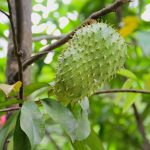 guanabana