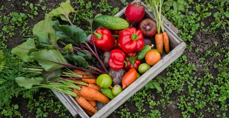 harvested veggies from beginners garden