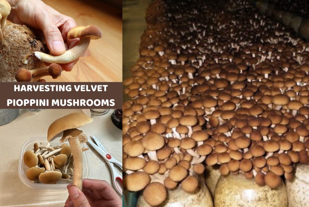 harvesting-Velvet-Pioppini-mushrooms