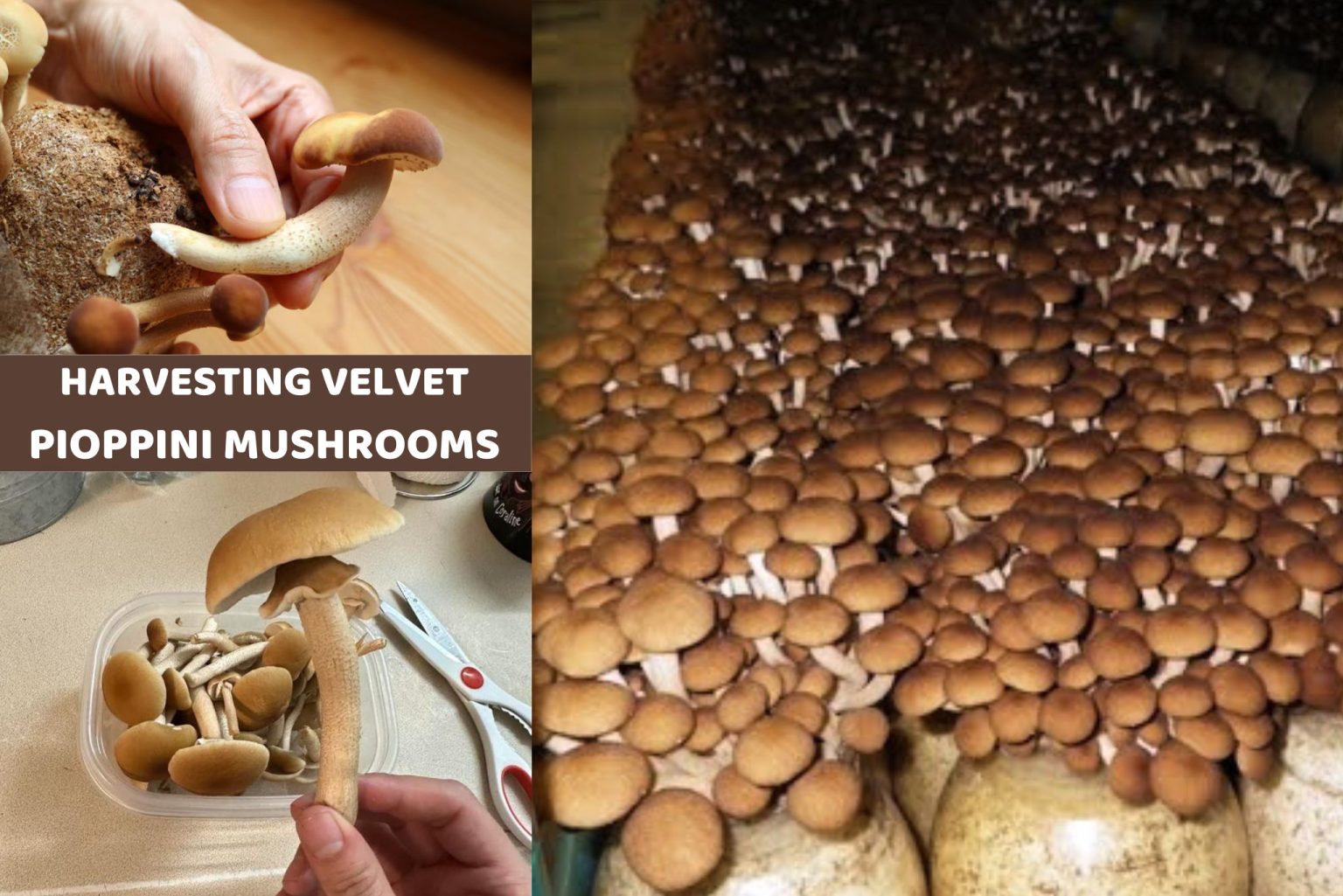 Velvet Pioppini Mushrooms: Benefits, Nutritions, and Uses - Gardeners ...