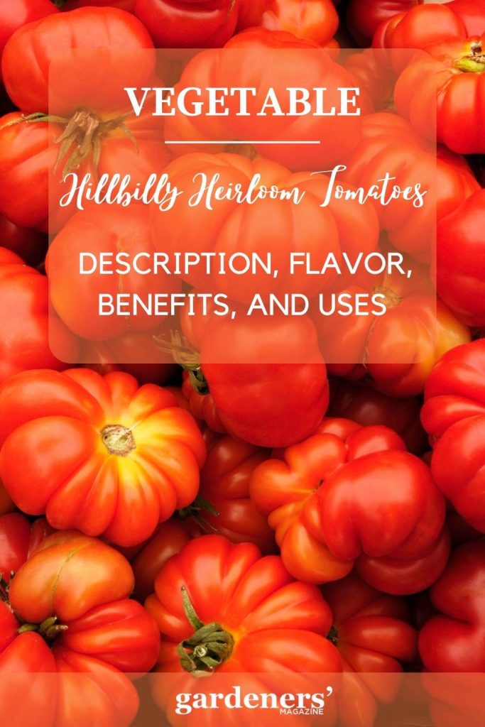 hillbilly heirloom tomatoes-description