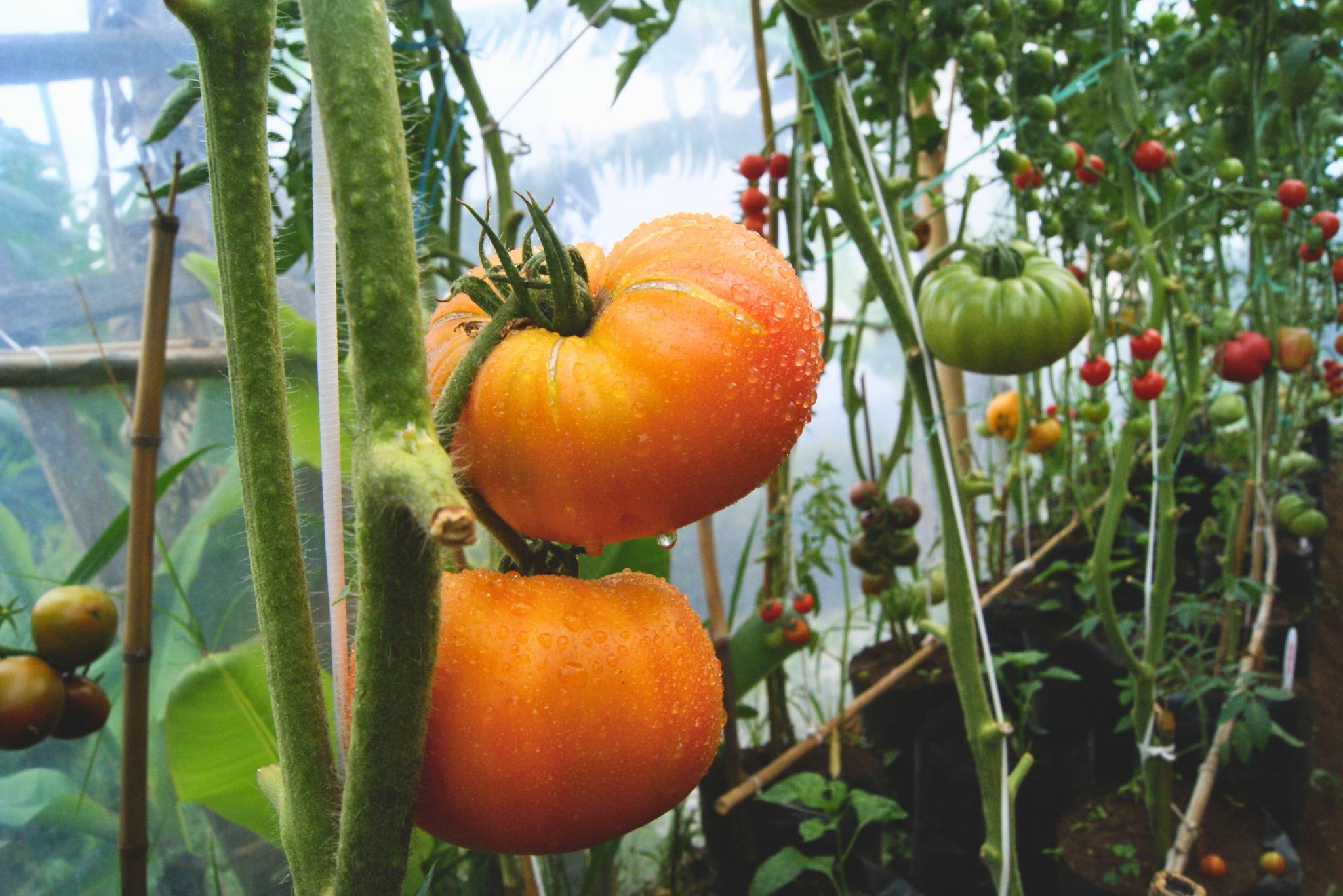 hillbilly heirloom tomatoes