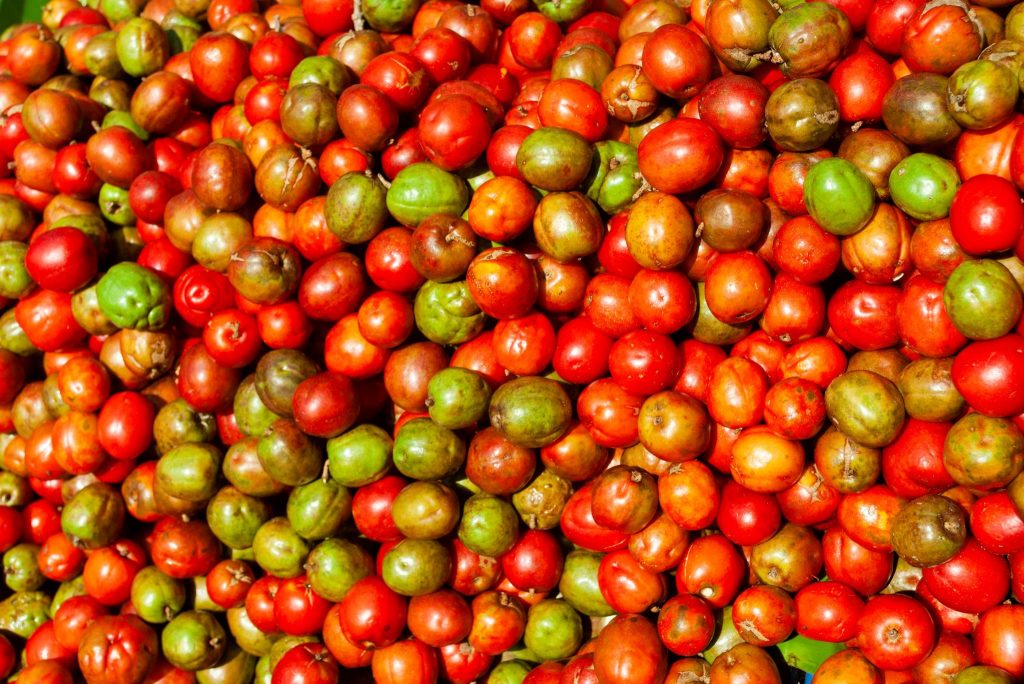 Jocote Description, Flavor, Benefits, And Uses Gardeners' Magazine