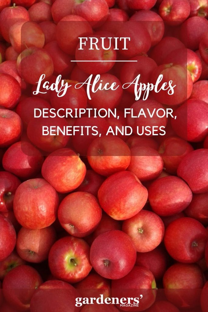 lady-alice-apples Description