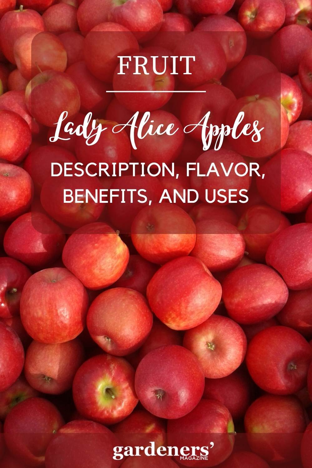 Lady Alice Apples Description, Flavor, Benefits, And Uses Gardeners